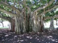 /album/photo-gallery-photogallery/amazing-tree10-jpg2/